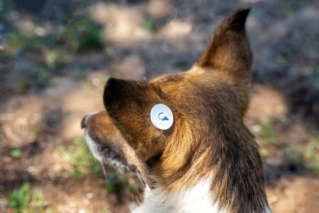 GPS Pet Trackers